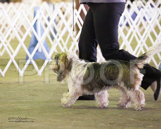PBGV-4341