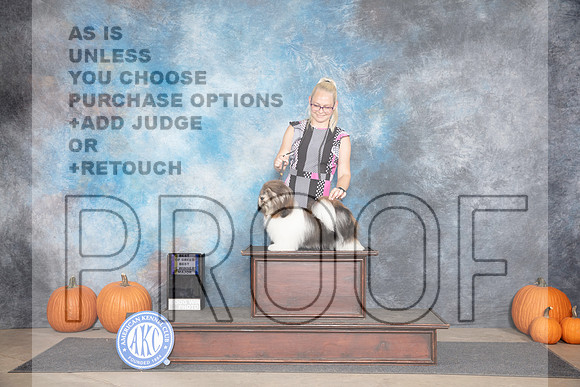 Havanese #14 Thurs WBBOWBOB M Judge Cindy Lane__JP_9387_Humble_2024_HR3
