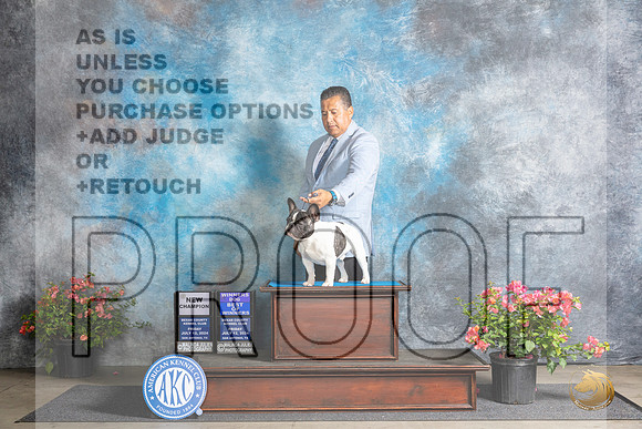 French Bulldog #9 WDBOWCH Fri Christie Martinez__JP_3922_San Antonio_2024_HR3