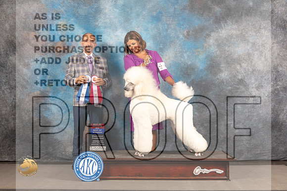 Poodle Standard #34 WED BOW BOS Judge Timothy Catterson_MJ_2495_Houston_2022_HR3