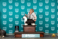 Chinese Crested #1347 Sat TDG3 Judge Carianna Glenn