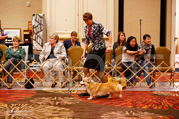 _JJ_9429-HstnCorgiFeb2015-HR3