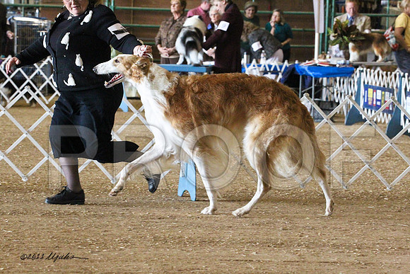 Borzoi-5533