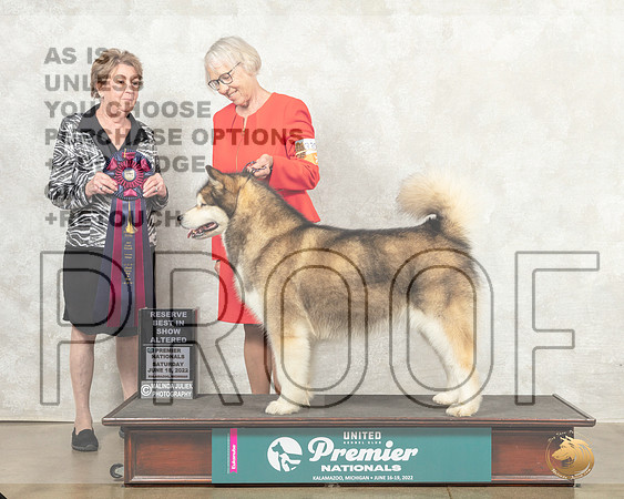Alaskan Malamute #1330 Sat ARBIS  Judge Sandra Kowalski__MJ_8716_Premier_2022_HR3