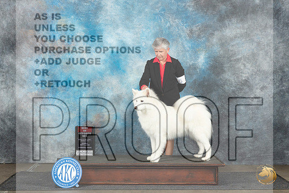 Samoyed #6 Mon BOS Judge Dr Steve Keating__JP_4372_Lubbock_2024_HR3