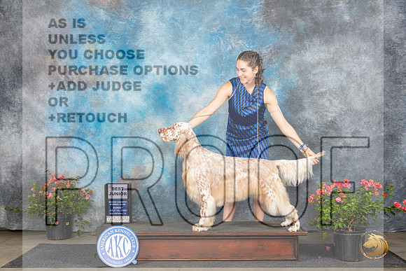English Setter #J600 Sun BJr Judge Karen McFarlane__JP_5794_San Antonio_2024_HR3