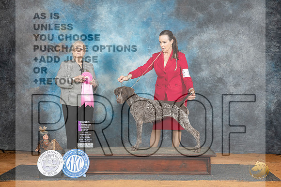 German Shorthaired Pointer #10 Sat OHG1 Judge Suzanne Dillin__JP_8098_MARSHALL_2024_HR3