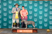 American Bully #125 Sat NChamp G4 Allan Krenek
