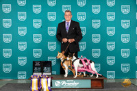Rat Terriers #553 #554