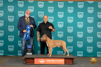 American Pitbull Terrier #316 Sat G1 Judge Matt Proctor