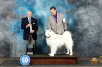 Samoyed #9 Sun SDGCH Judge David Bolus