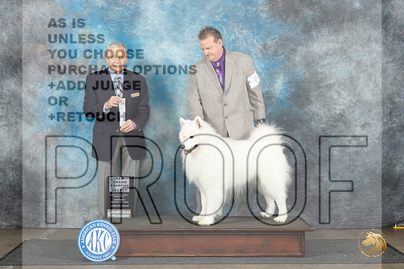 Samoyed #9 Sun SDGCH Judge David Bolus__JP_3927_Lubbock_2024_HR3
