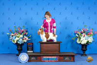 Cavalier King Charles Spaniel #7 SUN WD BOW BOS NC Judge Wood Wornall