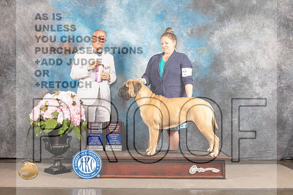 Bullmastiff #6 Sat BOBBOWOHBOB Judge Luis Sosa_MJ_7195_Houston_2022_HR3