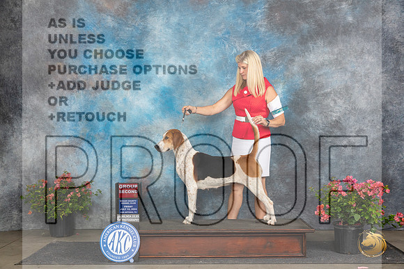 English Foxhound #6 Fri G2 Judge Polly (Mrs Robert) D Smith__JP_4354_San Antonio_2024_HR3