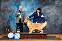 Golden Retriever #12 Fri WBBOW Judge Robert Stein