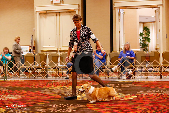 _JJ_9061-HstnCorgiFeb2015-HR3
