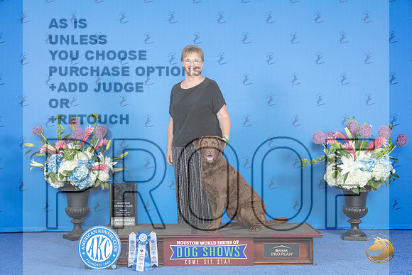 Chesapeake Bay Retriever # FRI NT AKC Judge __JP_9042_Houston_2024_HR3