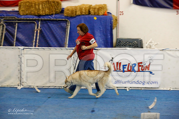 _M3_7635-AddisonHuskyMar2015-HR3