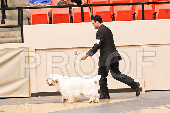 Spaniels(clumber)-4559LR