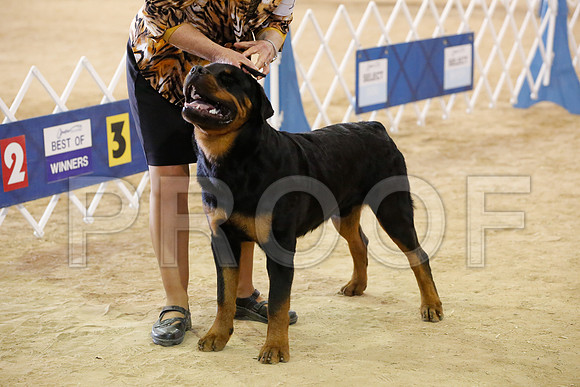 Rott-9217-HstnNov13-HR