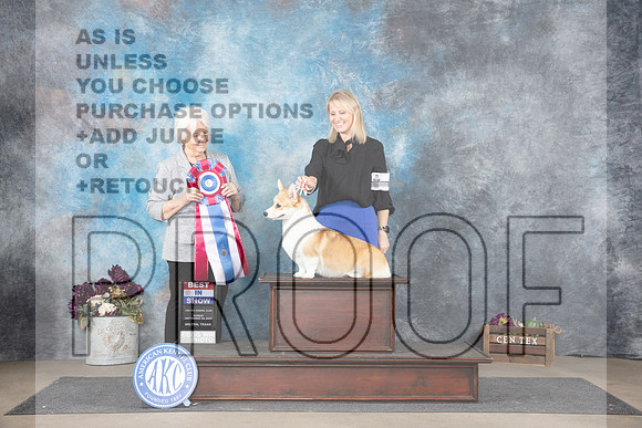 Pembroke Welsh Corgi #6 Sun BIS Judge Gloria Kerr__JP_8154_Belton_2024_HR3