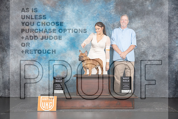 French Bulldog #234 Sun BM Judges Terri Rein & Sandra Phillips__JP_1550_UKCLNGVIEWOCT2024_2024_HR3