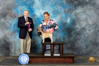 French Bulldog #31 Mon WDBOBOHBOB Judge David Bolus