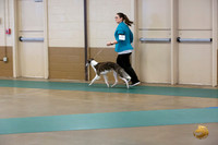 Silken Windhound #287 Ringside Sat