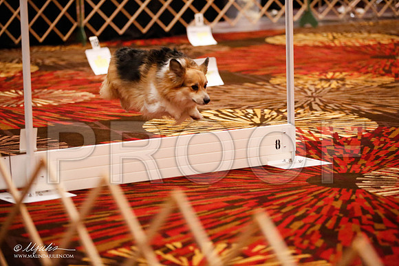 _JJ_7372-HstnCorgiFeb2015-HR3