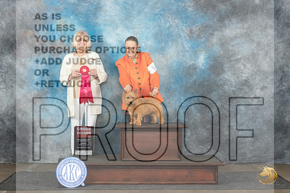 Norwich Terrier #5 Mon G2 Judge Debra Thornton__JP_4538_Lubbock_2024_HR3
