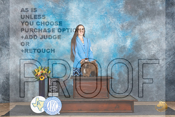 Shih Tzu #12 Fri PG2 Judge Janet Parcel__JP_9348_Abilene_2024_HR3