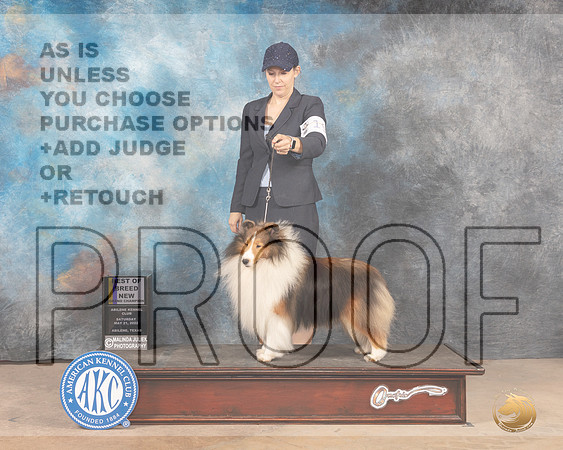 Shetland Sheepdog #19 Sat BOBGCh Judge Pat Trotter-MMJ_3827-Abilene2022-HR3