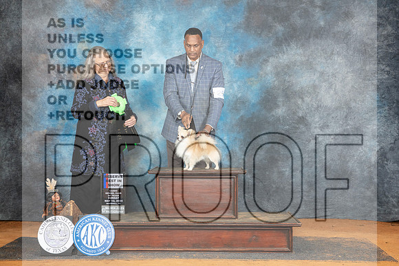 Chihuahua Smooth #25 Sun RBIS Judge Denise Dean__JP_8945_MARSHALL_2024_HR3
