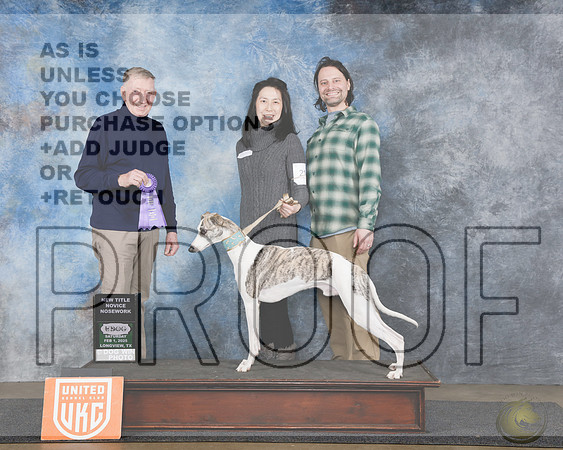 Whippet #214 Sat Nosework Novice Judge Peter BWhippet #214 Sat Nosework Novice Judge Peter BWhippet #214 Sat Nosework Novice Judge Peter B_WP_4021ee-UDOG Longview TX Jan 31 - Feb 2 2025-HR3