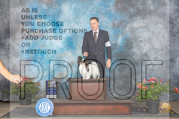 Papillon #23 Sun BISS Judge Pamela Wilson__JP_6442_San Antonio_2024_HR3