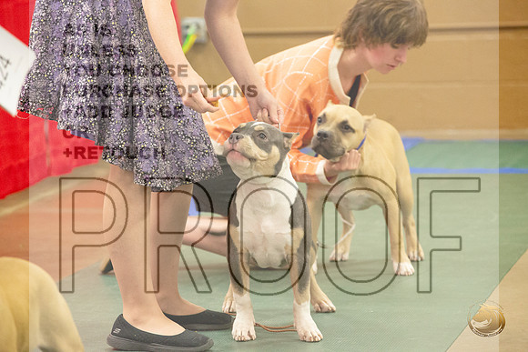 American Bully Puppy # Ringside Sat_JJL_3867_LongviewTX_2024_HR3