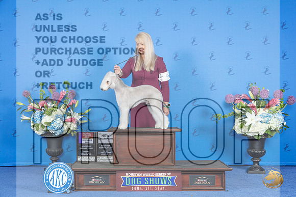 Bedlington Terrier #9 FRI BOS Judge Joao Machado__JP_9209_Houston_2024_HR3
