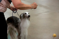*Silken Windhound #? Ringside Sat