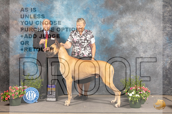 Great Dane #7 Sun BOB Judge David Bolus_MJ_0890_SA_2022_HR3