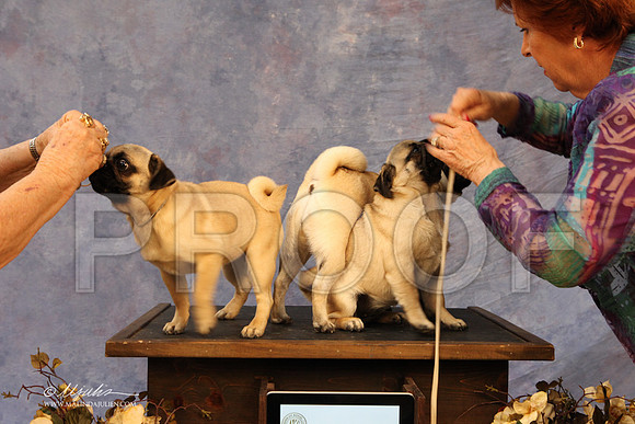 CustomPug-8549LR