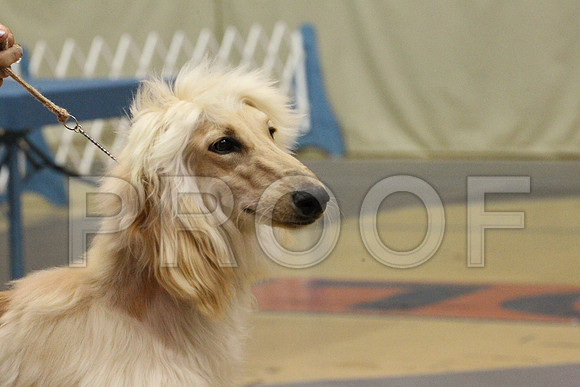 HoundGrp-6786
