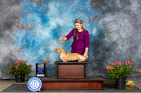 Dachshund Longhaired #21 Fri BOV Judge Polly (Mrs Robert) D Smith