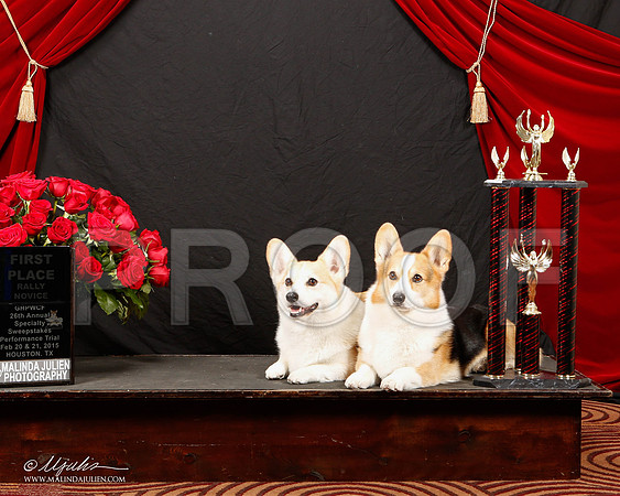 _ST_3387-2-HstnCorgiFeb2015-HR3