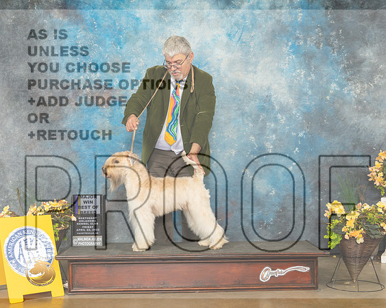 Soft Coated Wheaten Terrier #10 Fri BOB Judge John Wade-MMJ_9592-NWARK2022-HR3