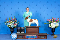 Nederlandse Kooikerhondje #12 FRI WB Judge Nancy Liebes