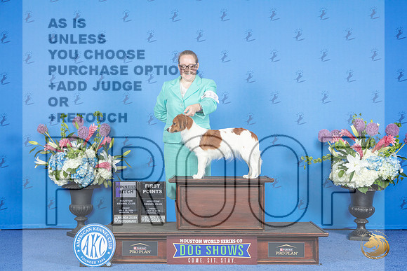 Nederlandse Kooikerhondje #12 FRI WB Judge Nancy Liebes__JP_9326_Houston_2024_HR3