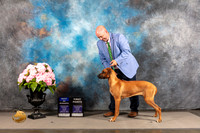 Rhodesian Ridgeback #20 FRI BOW WB Judge? *R*