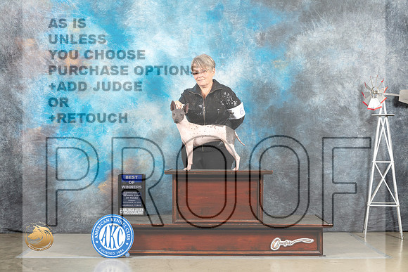 American Hairless Terrier #6 Sun BOW Judge Debra Thornton_MJ_4907_Amarillo_2022_HR3