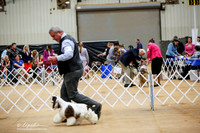 Cocker Spaniel Parti Sat Ring